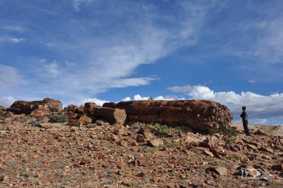 Examinando de perto antigas árvores de 150 milhões de anos transformadas em pedra no Monumento Natural Bosques Petrificados, região de Caleta Olivia, no sul da Argentina
